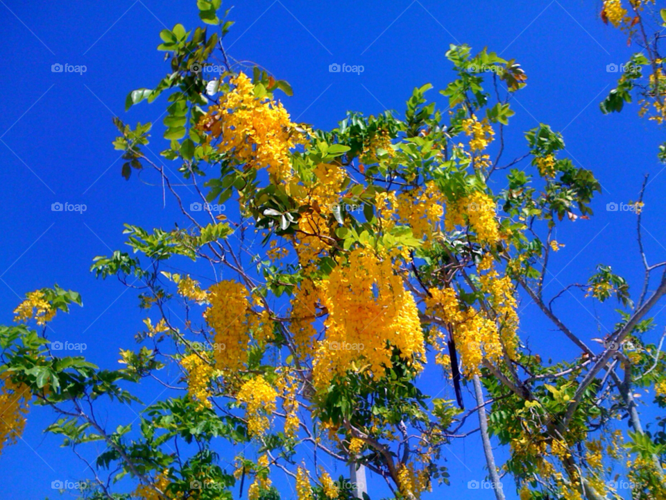 yellow flora flower tree by jmsilva59