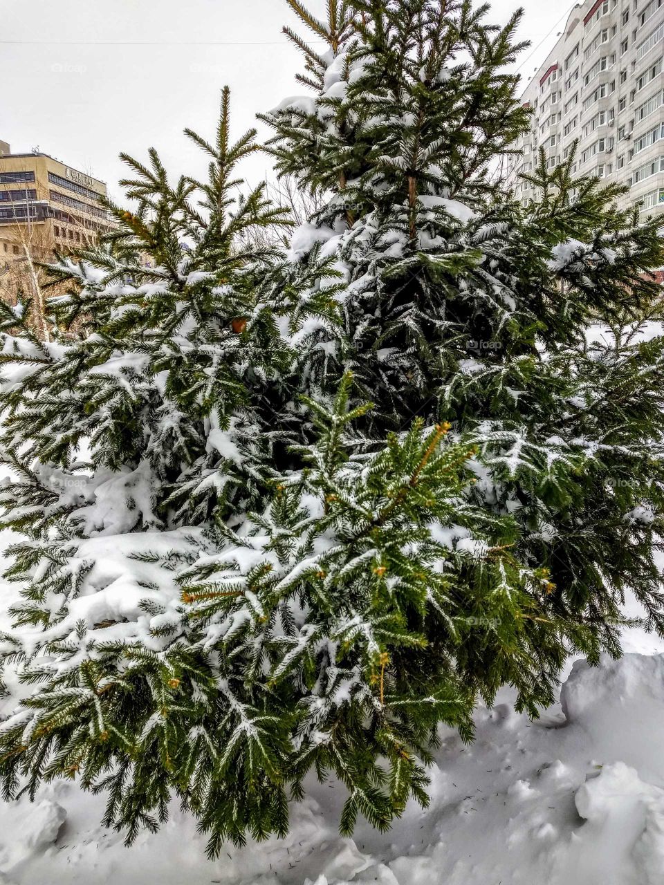city.a park.winter.snow.spruce.branch.