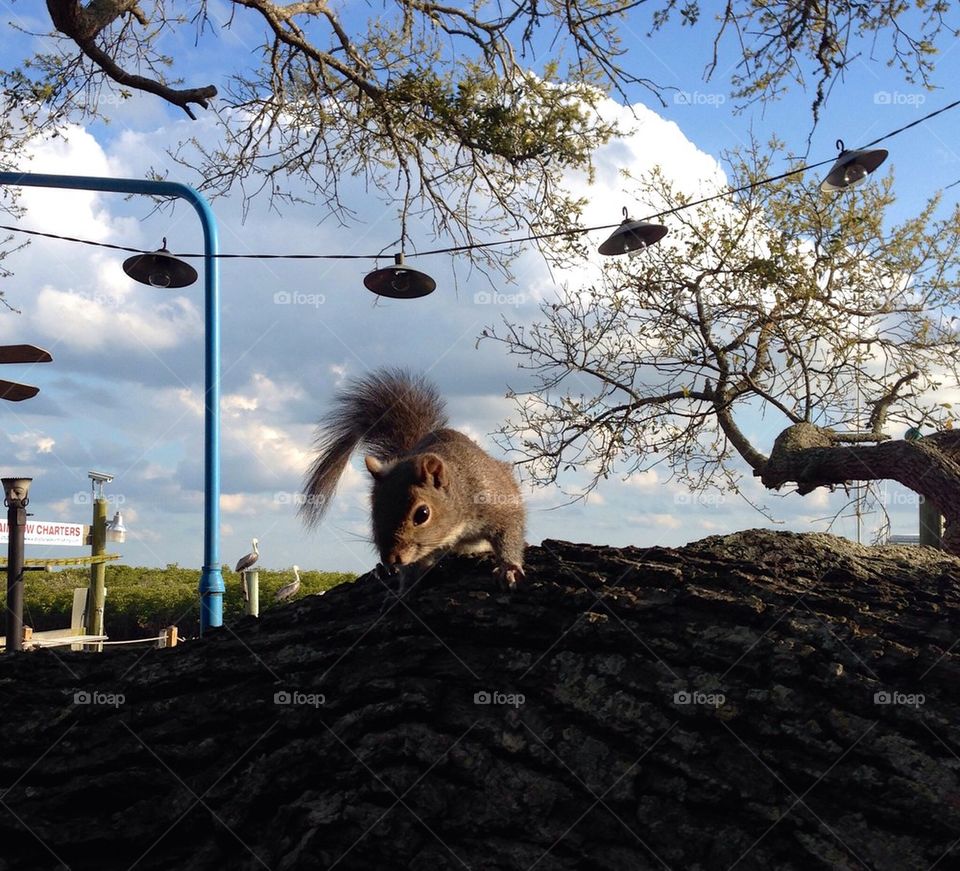 Squirrel in a tree waiting to be fed at a restaurant. Florida 