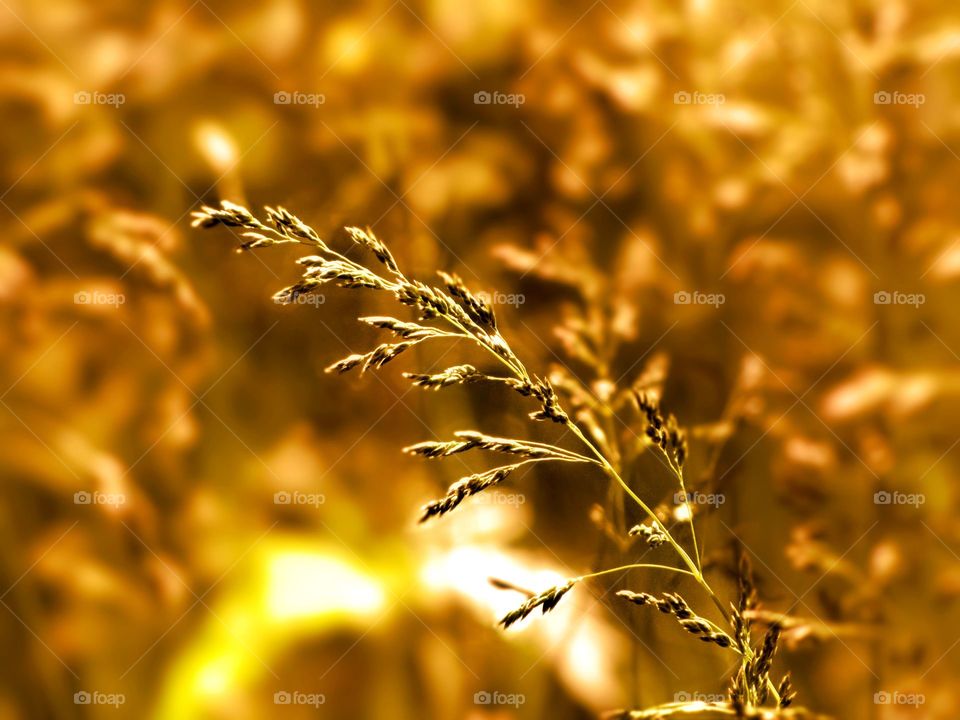 Golden Grass. Reeds of grass in the Golden hues of sunset