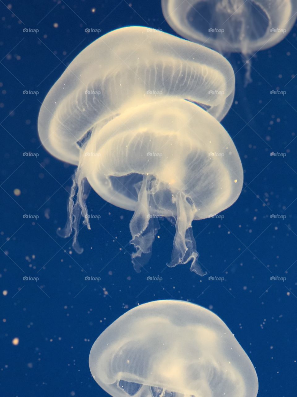 Transparent jellyfish in blue background 