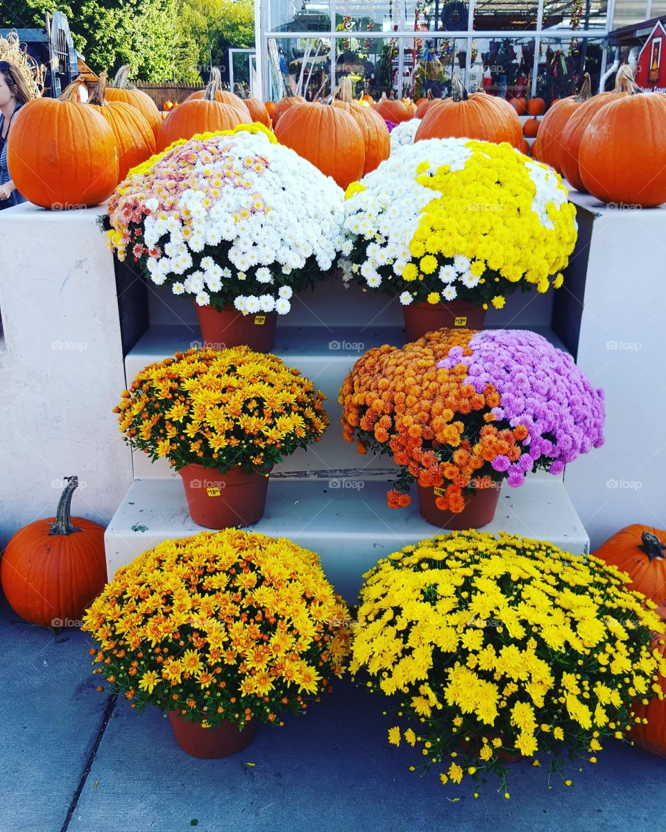 beautiful fall time flowers and pumpkins
