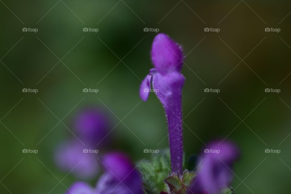 Purple flower closeup 