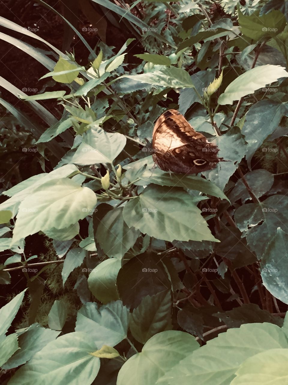 Close up of a gorgeous Butterfly