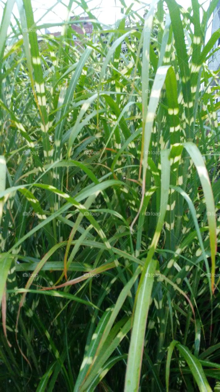 Flora, Leaf, Growth, Agriculture, Grass