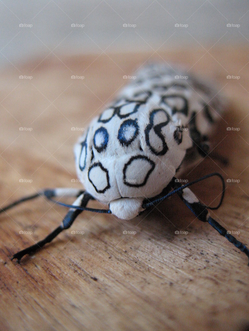 Giant Leopard Moth