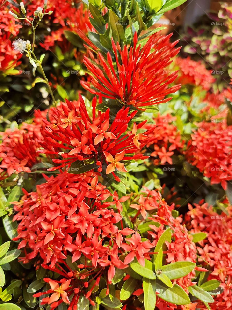 Ashoka flower (Saraca Asoca) is a plant commonly used as an ornamental plant in the yard