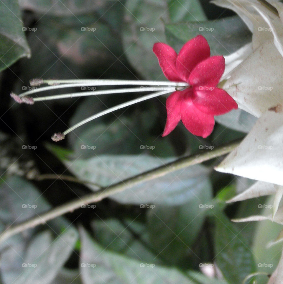 flower red laos by harpleblues