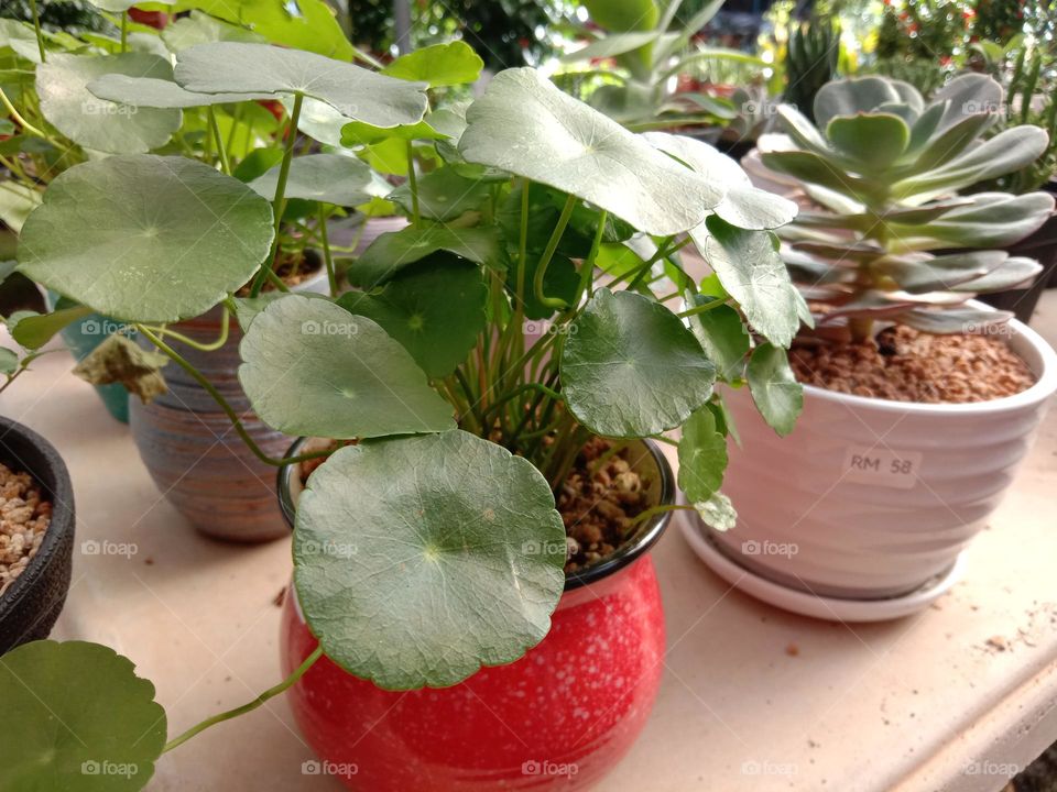 Plants do not speak, but their silence is alive with change.