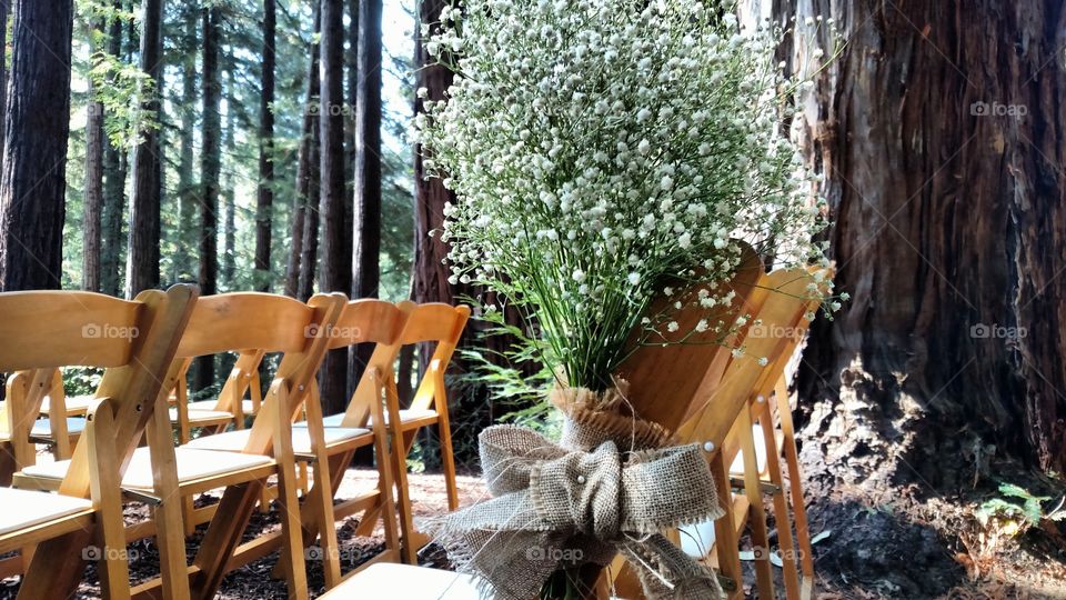 Baby's Breath amount Redwoods