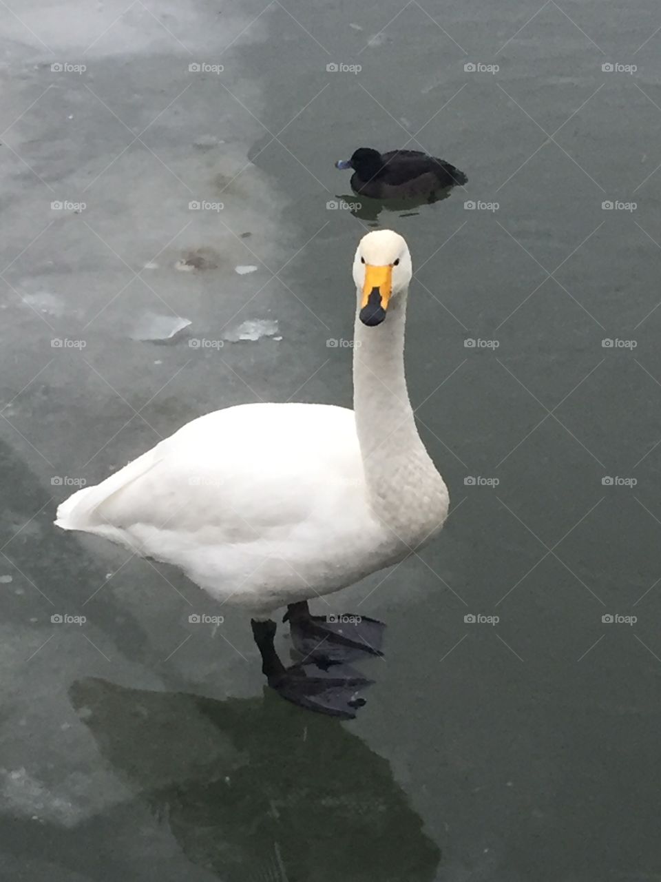 Bird, No Person, Swan, Water, Duck