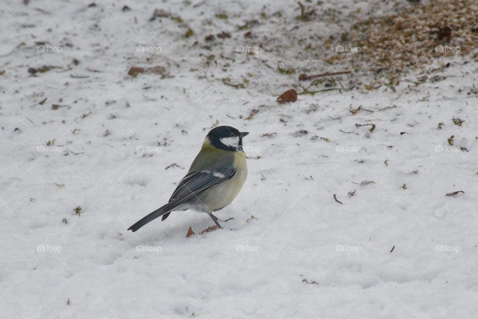 Great tit hopping around in the snow looking for food.