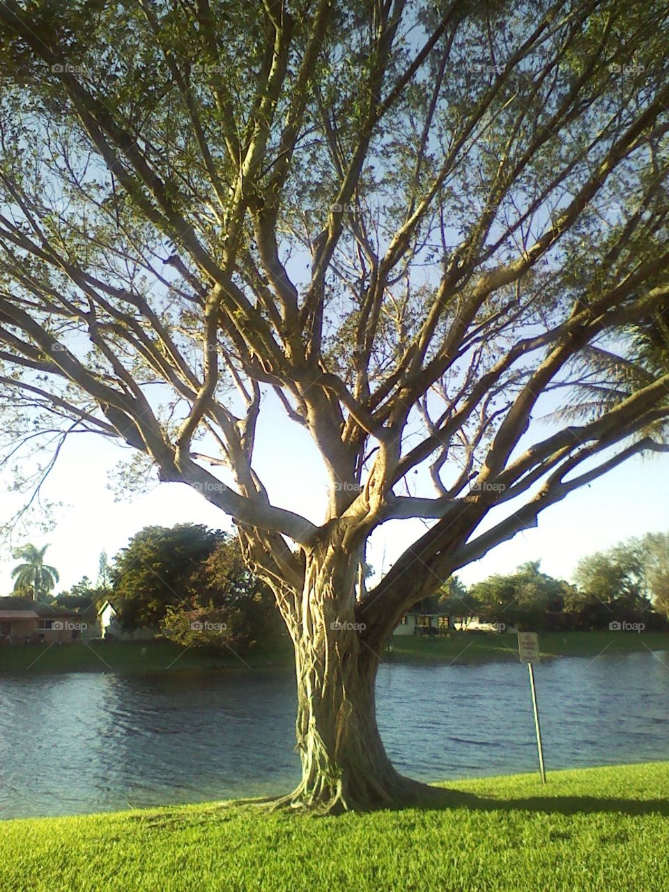 Tree by the water