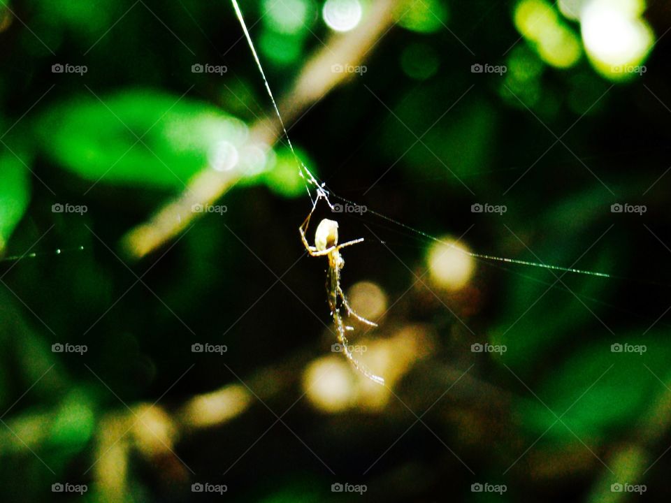 Spiderweb in the forest
