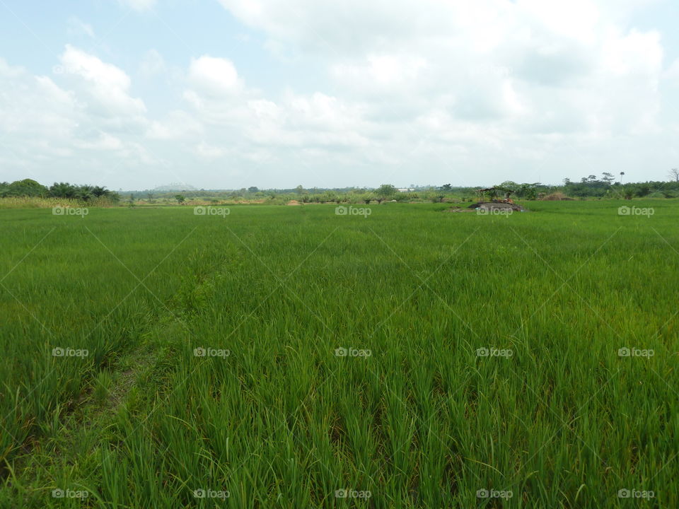 A rice fields view from my home town