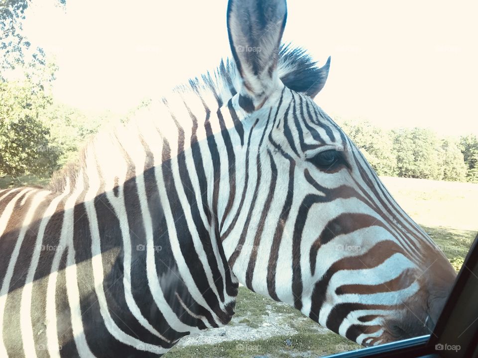 Loads of fun feeding food pellets to all different sorts of animals at safari park! 