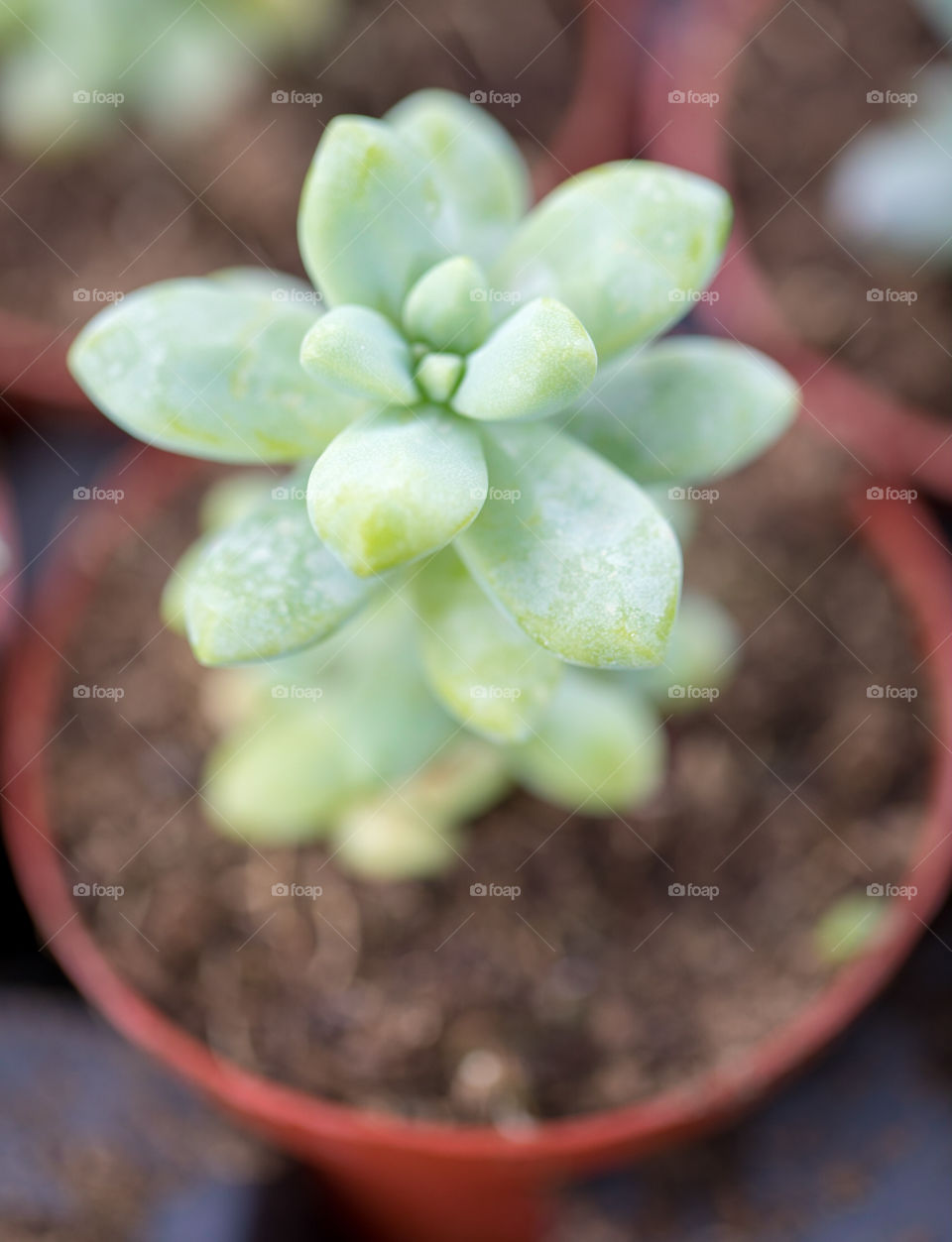 Succulent in Pot