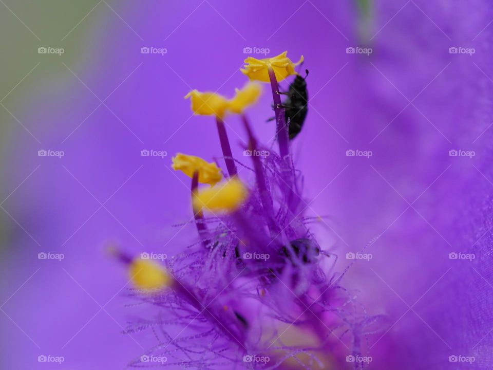 Close-up of pollen grains