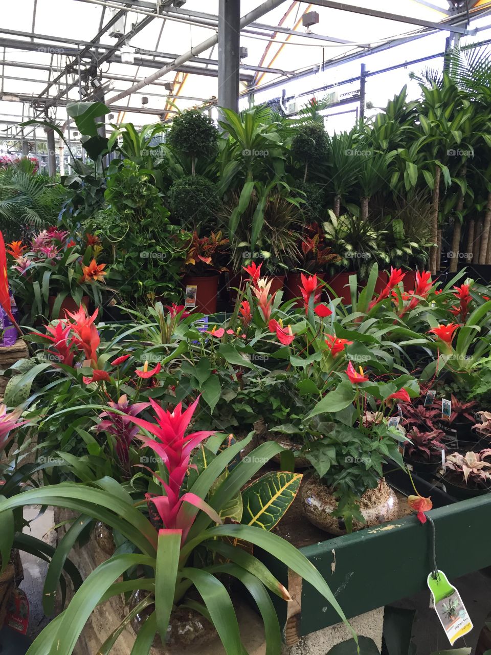 Bromeliad flowers for sale in a plant nursery
