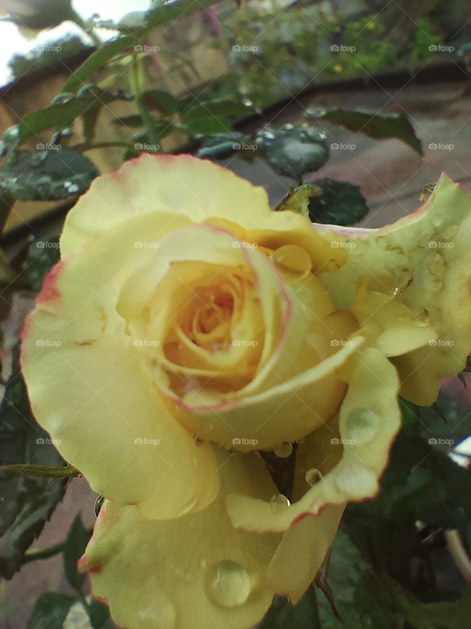 yellow rose