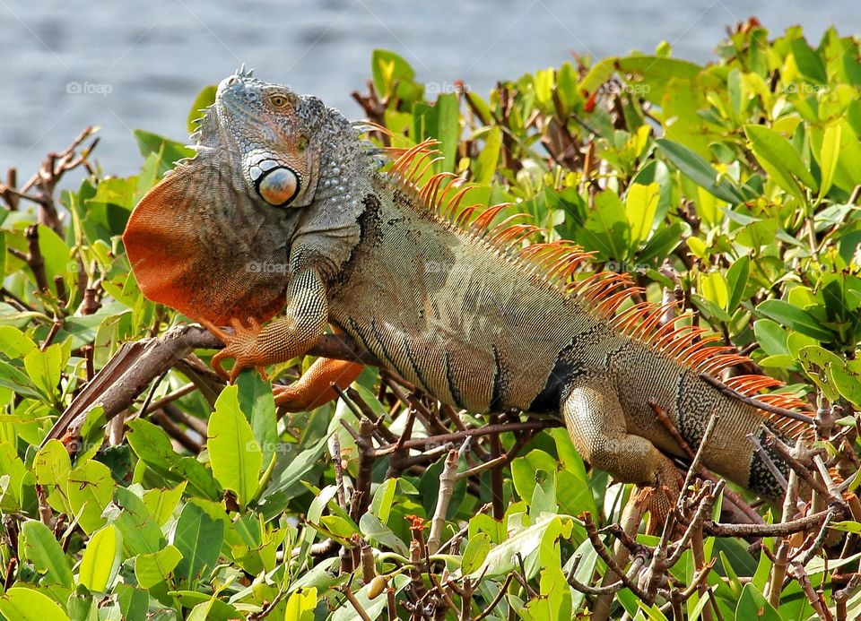 Iguana hang out