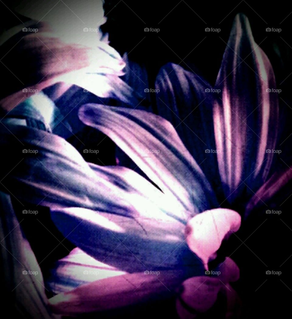 gracious. lighting effects