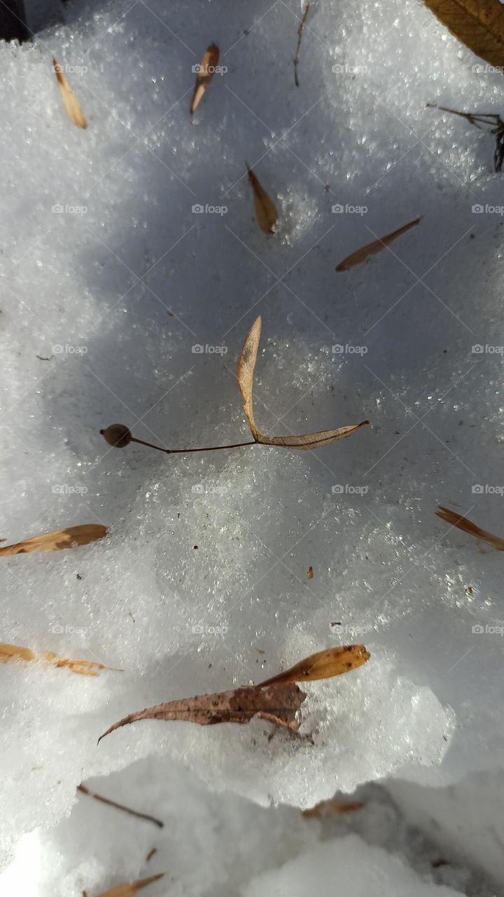 seeds on the snow winter landscape