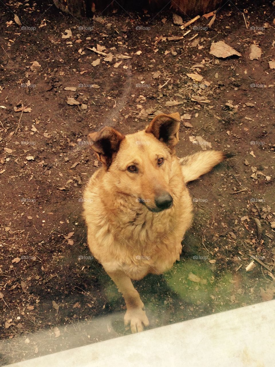 Three legged dog. This is my three legged dog Litas. Taken from animal shelter. The best friend!