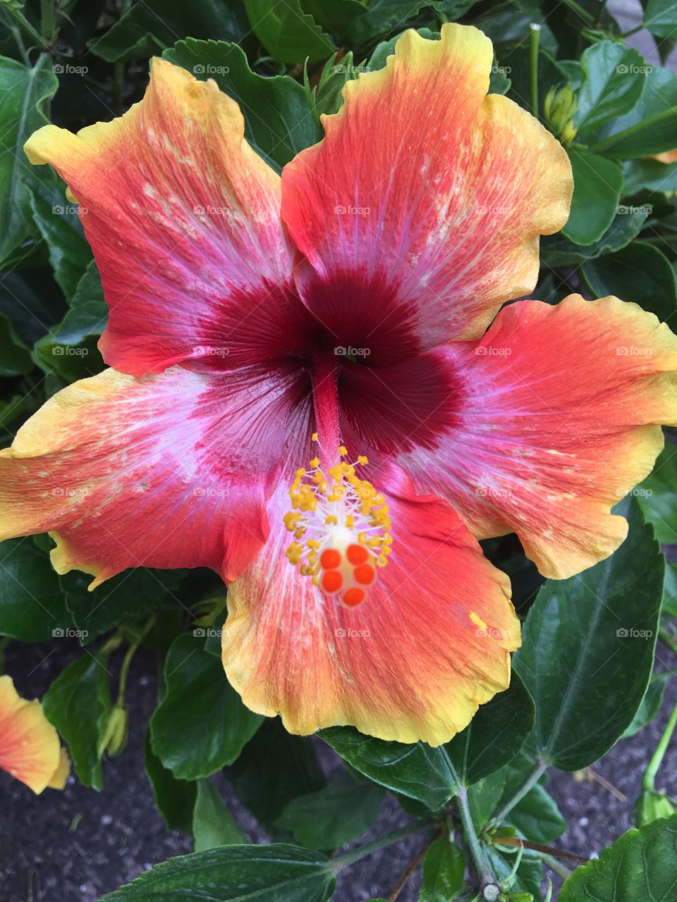 Hibiscus flower blooms