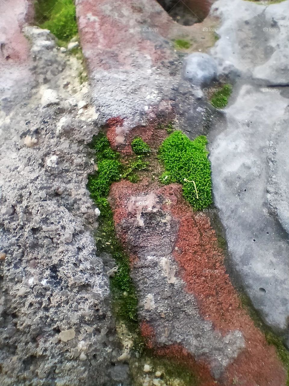 Leaves grow anywhere