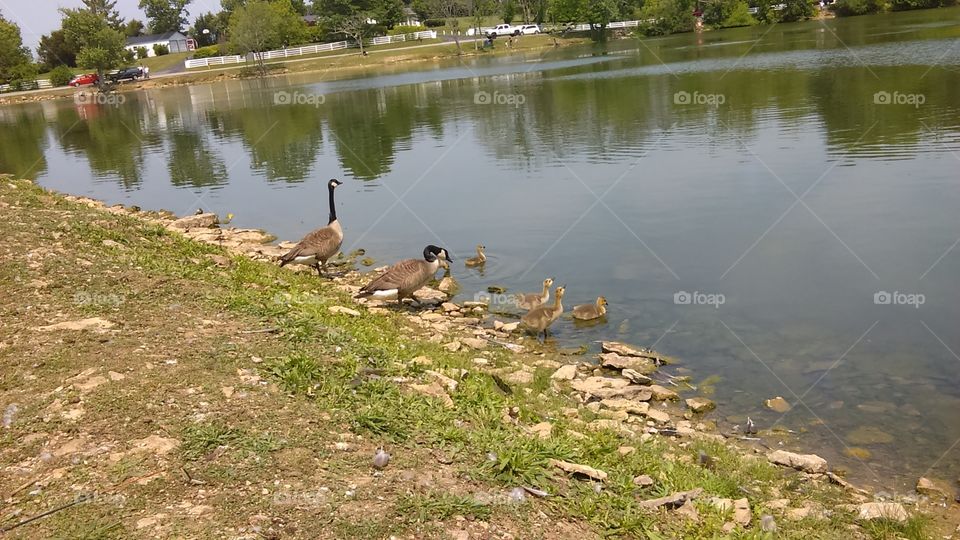 Momma Goose with her goslings