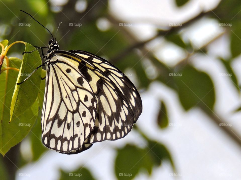 Paper Kite Asian Butterfly
