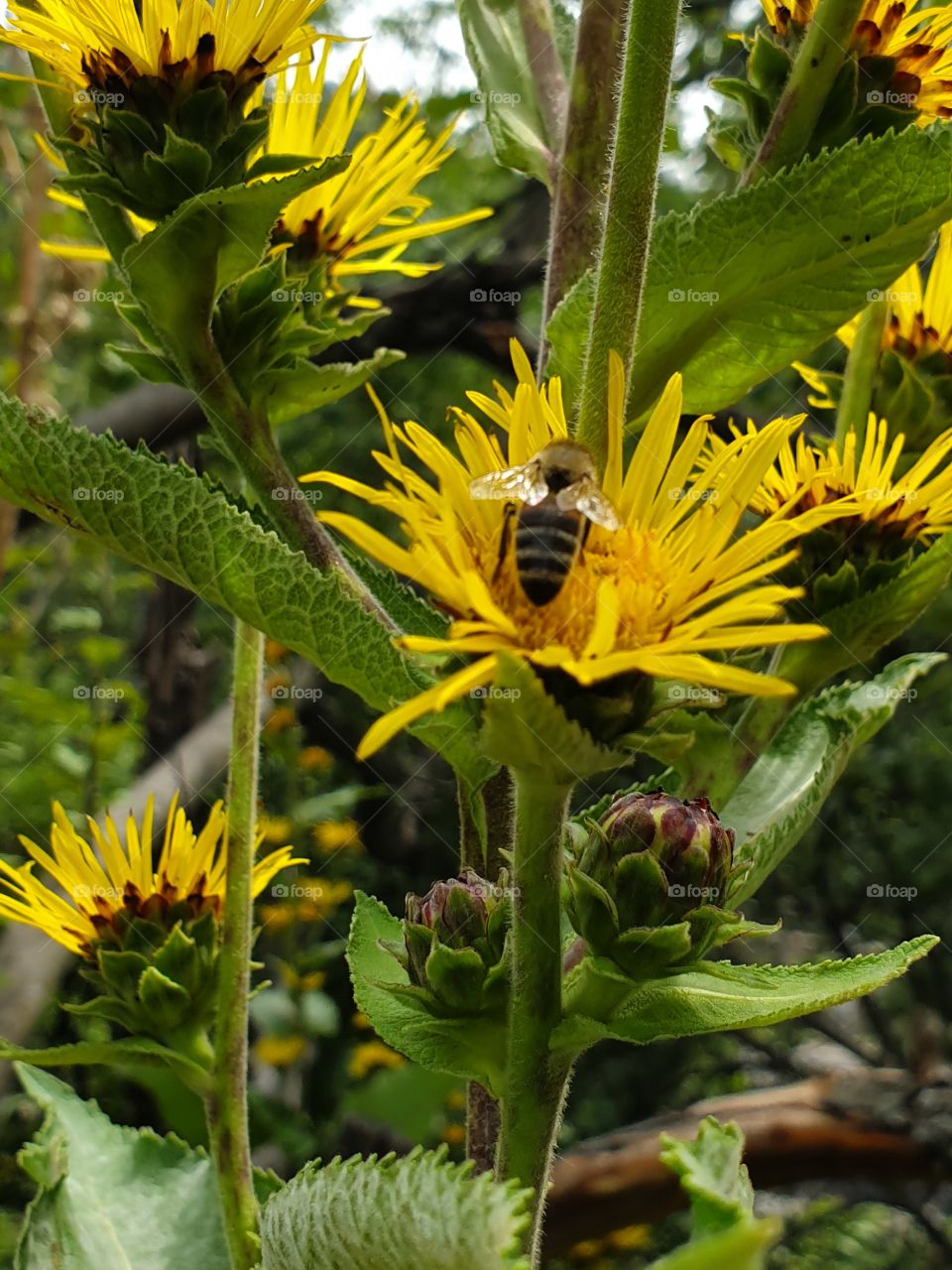 bee feeding from bright yellow flower in mountains