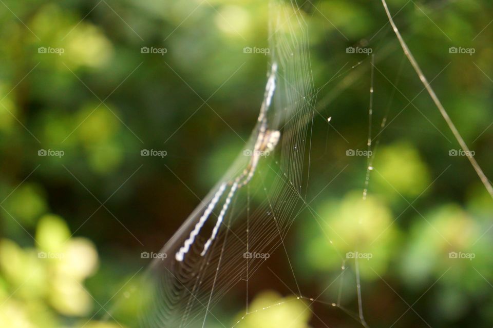 Spider Web Side View