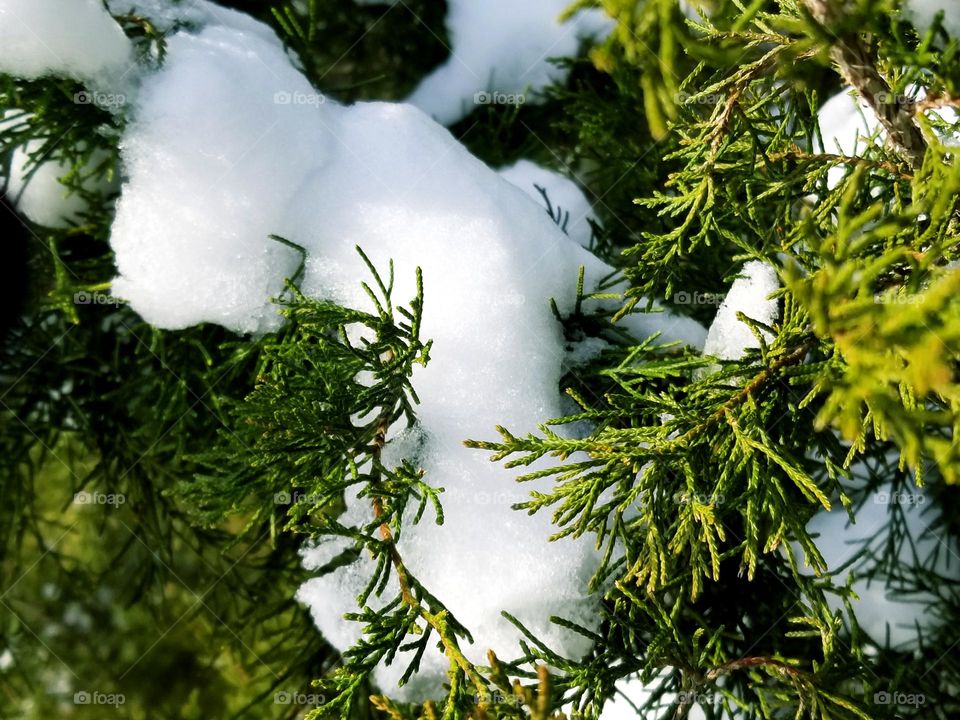 Snow on Cedar Tree