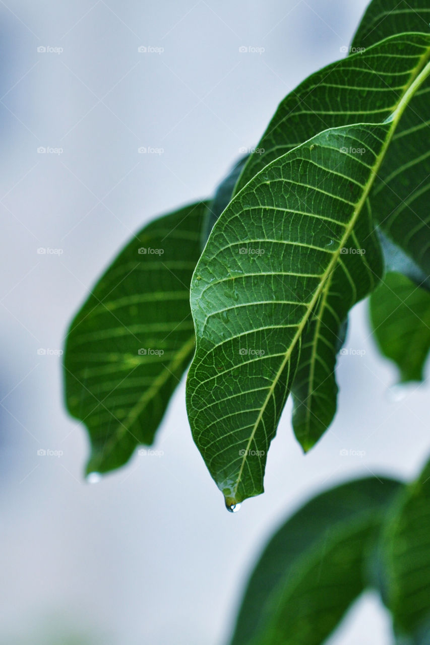 Green leaves during a rainy day