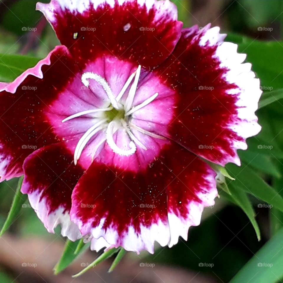 pop of color  - close-up of pink purple and white flower of dianthus