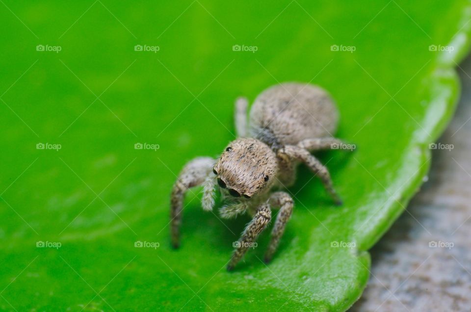 Jumping spider