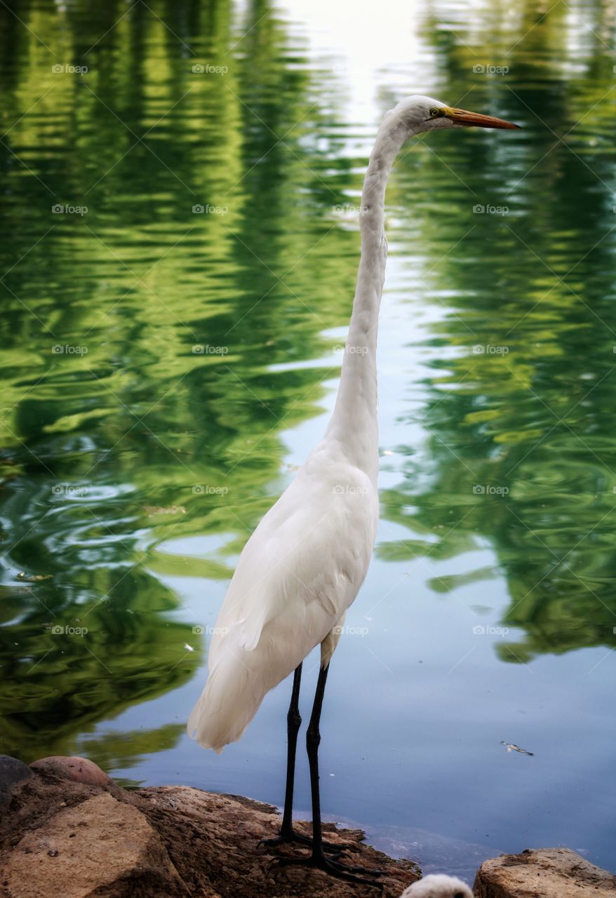 one Great Egret at the lake