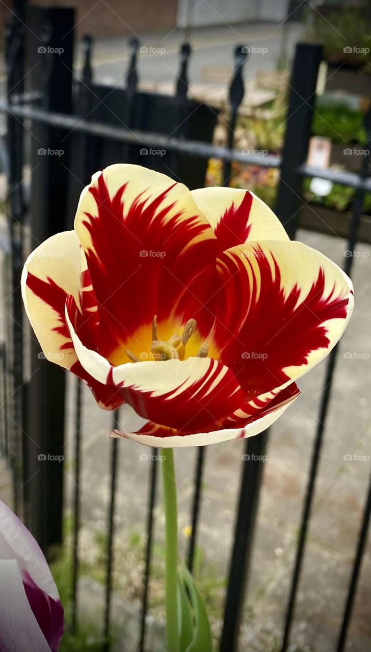 Tulips 