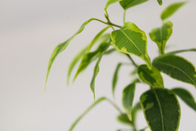 plants