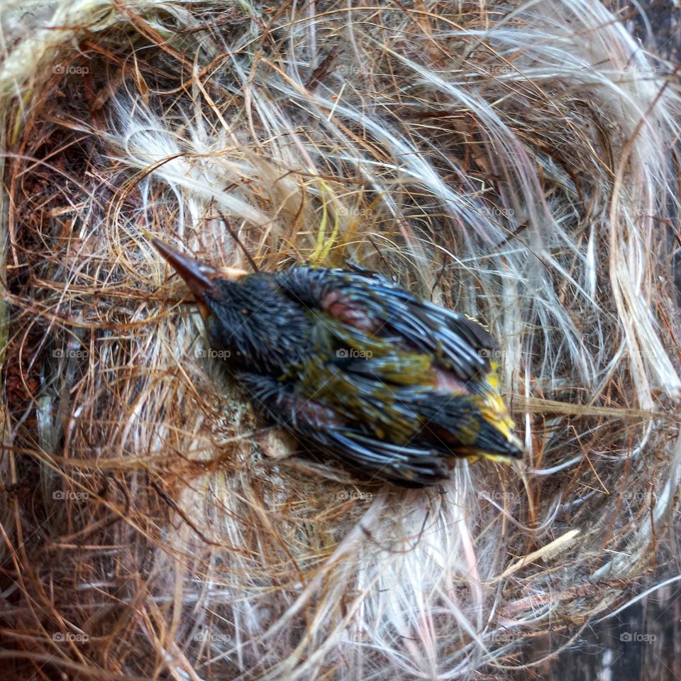 Newly hatched little bird in the nest