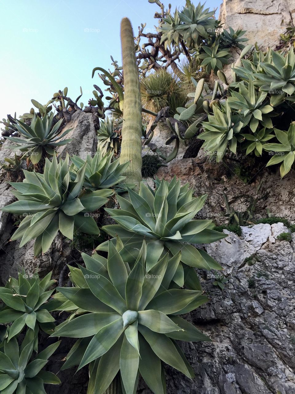 Green succulent plants clinging to a rock 