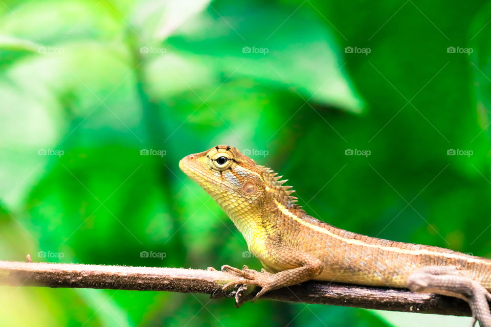 lizard