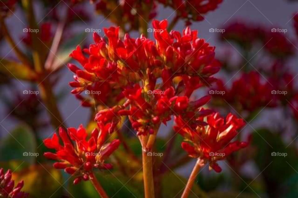 First sign of spring , tiny red flowers. 