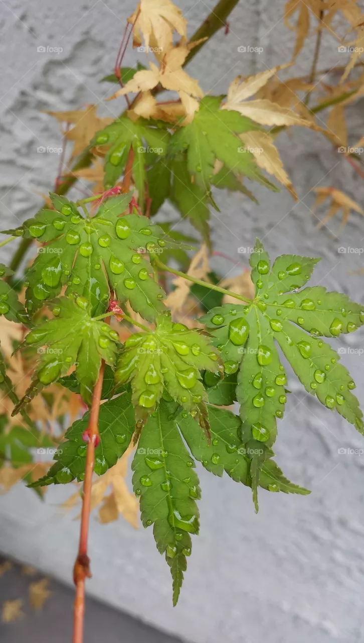 water drop