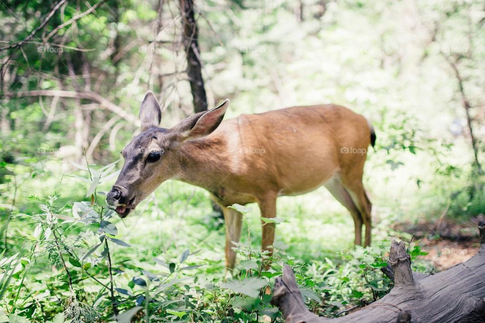 Beautiful brown colour deer