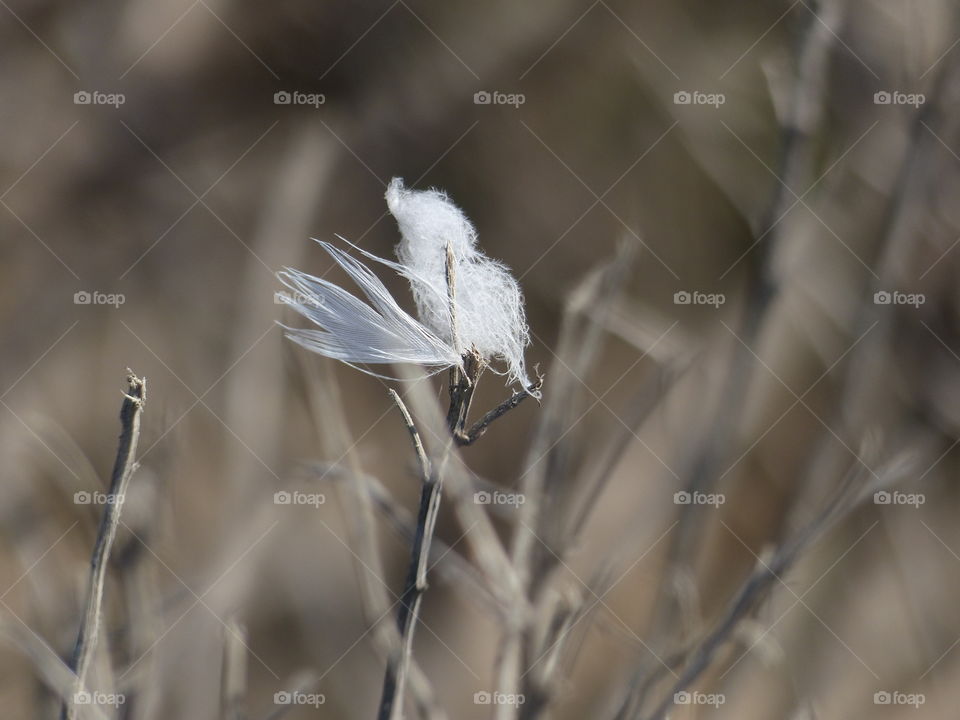 Wind blown feather 