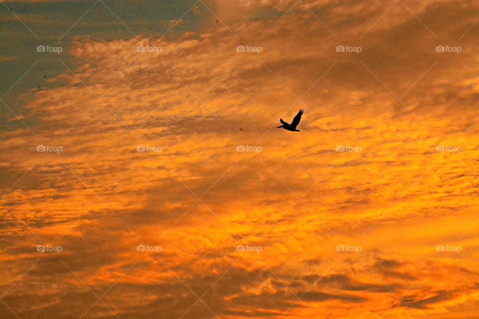 Beautiful Sky with a pelican - Pelican silhouette flying through a beautiful sky over the Gulf of Mexico