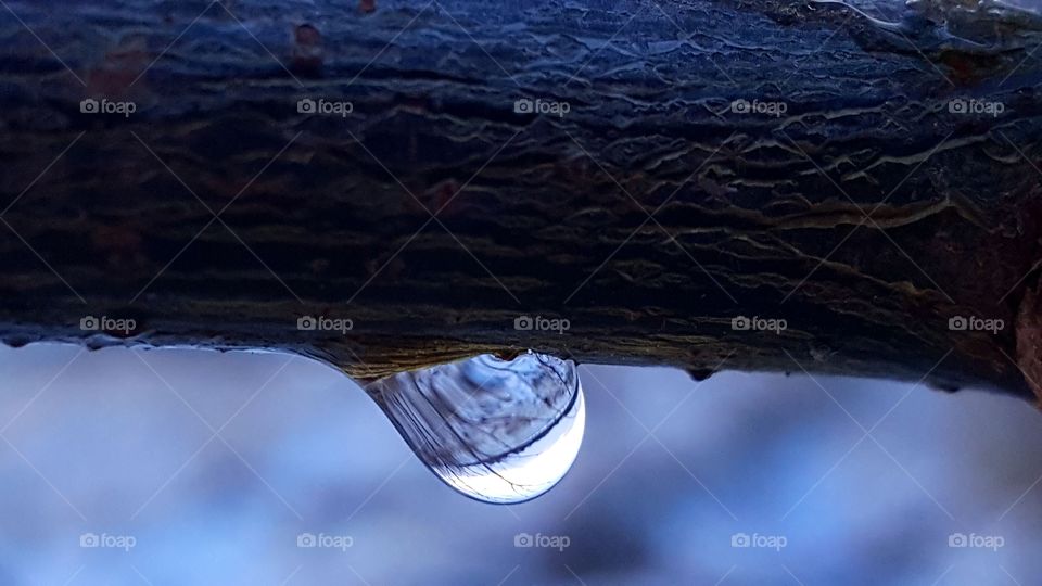 A drop of water on the twig.